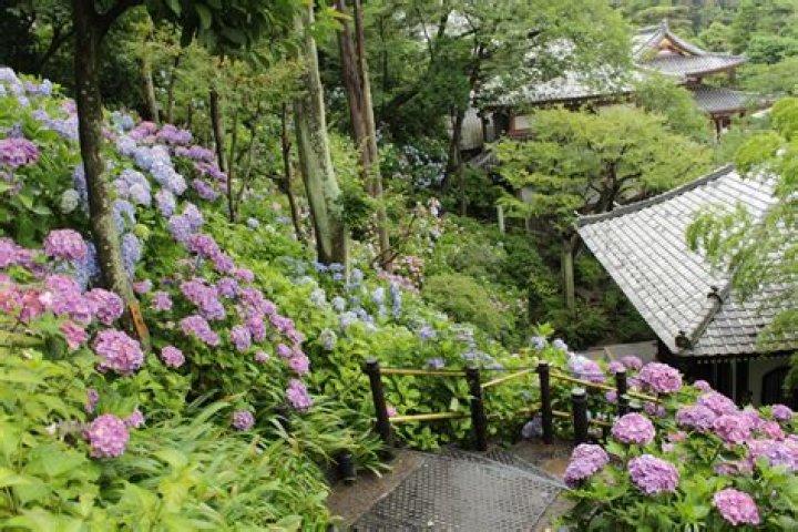 紫陽花の簡単な描き方：初心者でもすぐに描けるステップ別ガイド
